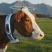 Featured image for Halter AI Cow Collar Startup in Talks for $2B Valuation Round Led by Peter Thiel's Founders Fund